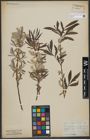 Foto von Salix viminalis L.